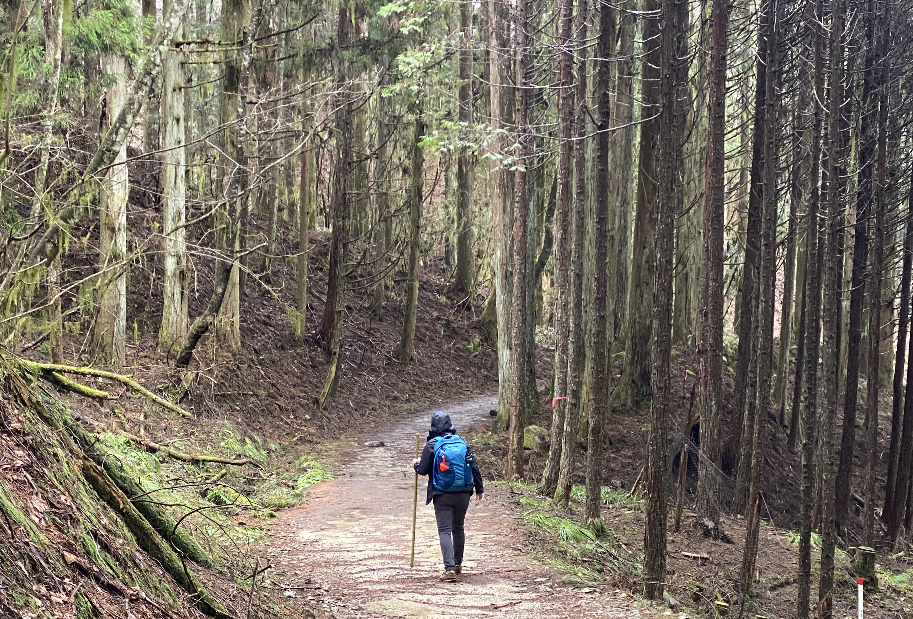 Hiker with blue backpack on trail in the forest
