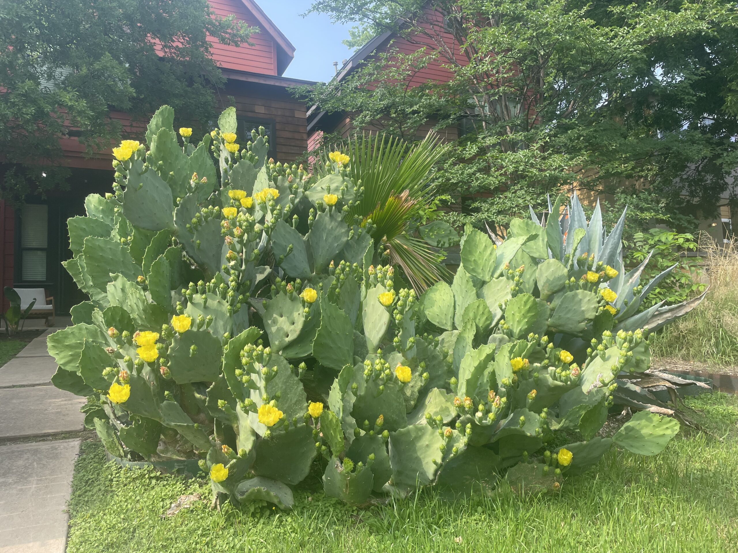A large prickly pear cactus with yellow flowers blooming