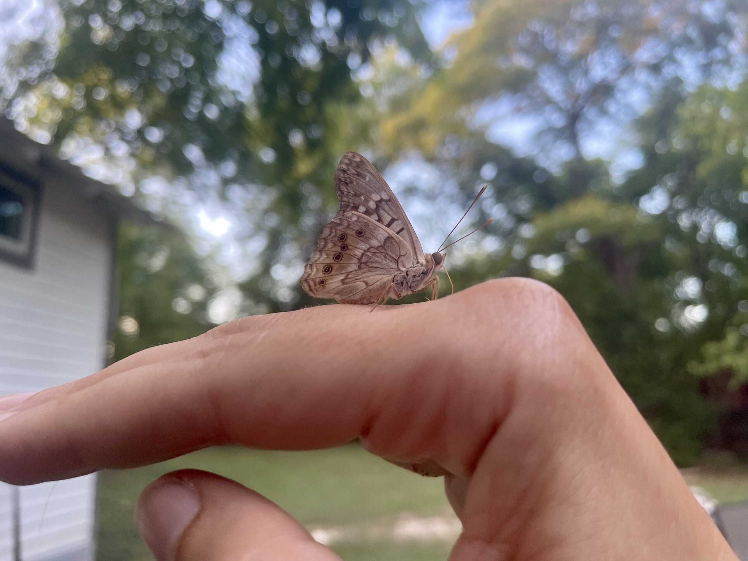 A small butterfly sits on a hand with green trees in the background