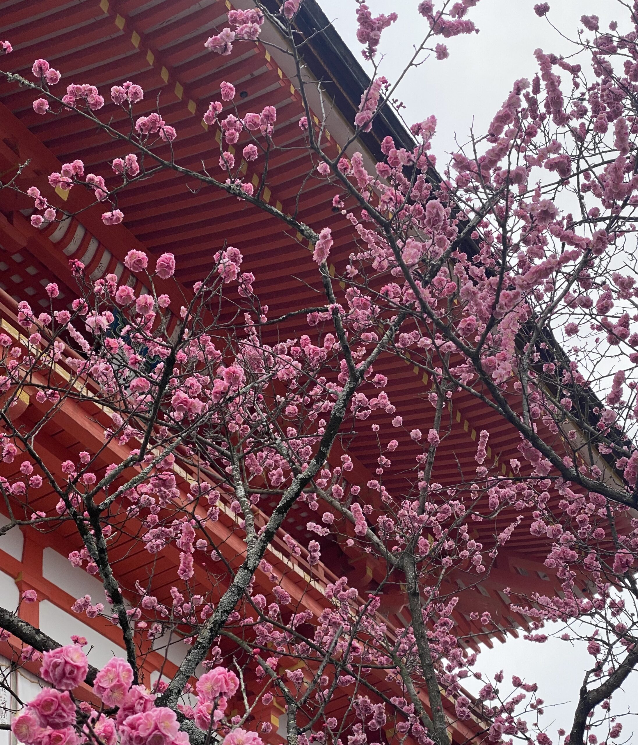 cherry blossoms in front of a temple in Japan
