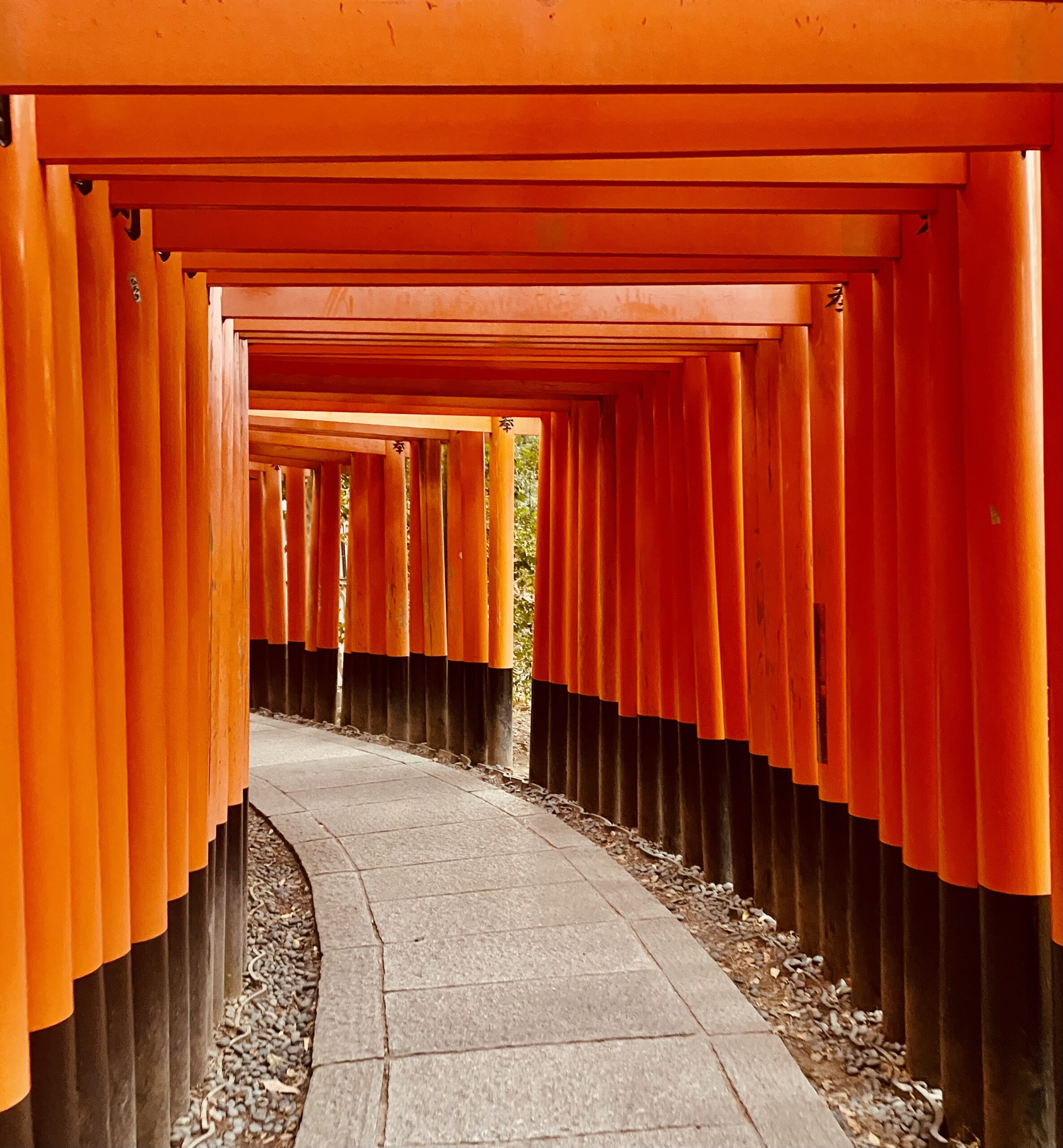 torii gates in Japan