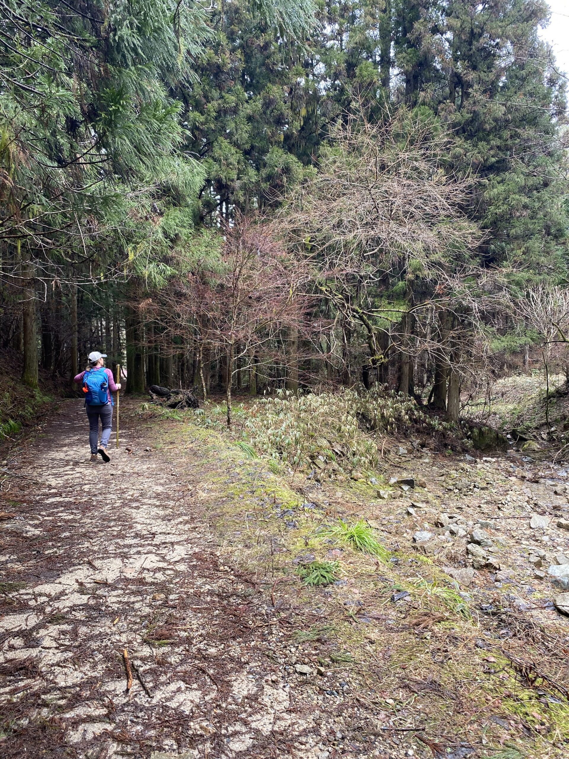 Amber walking a path in the woods