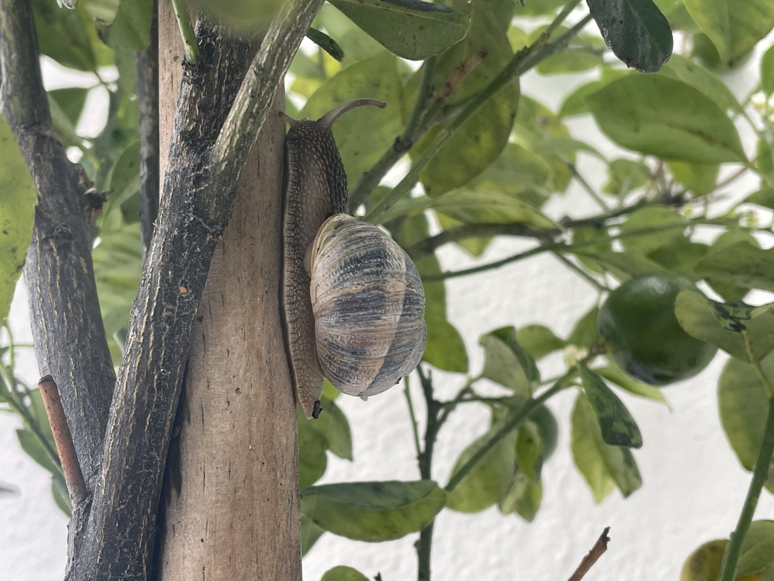 a large snail on a small tree branch