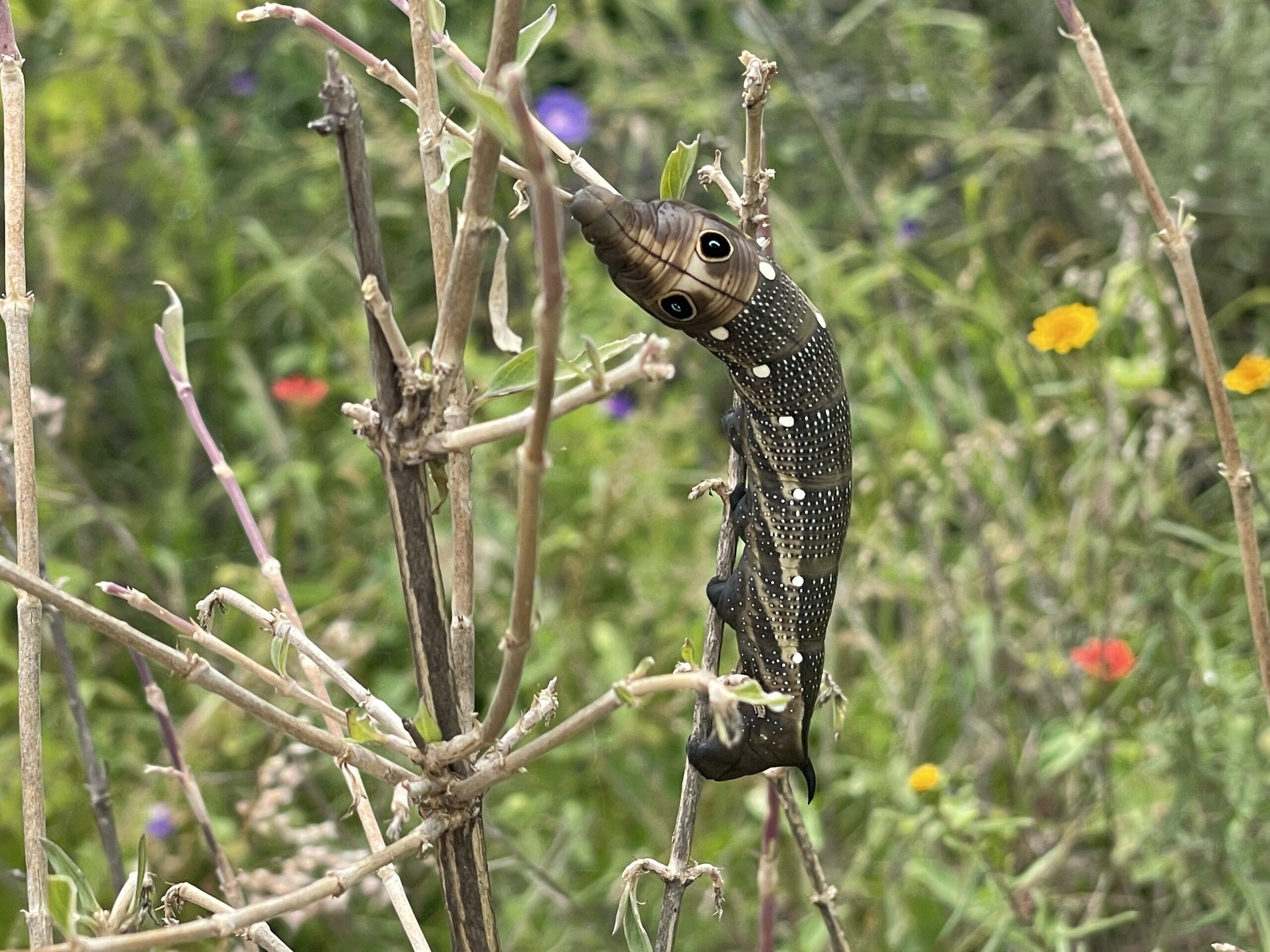a large black caterpillar with white spots. Two spots on one end look like giant eyes