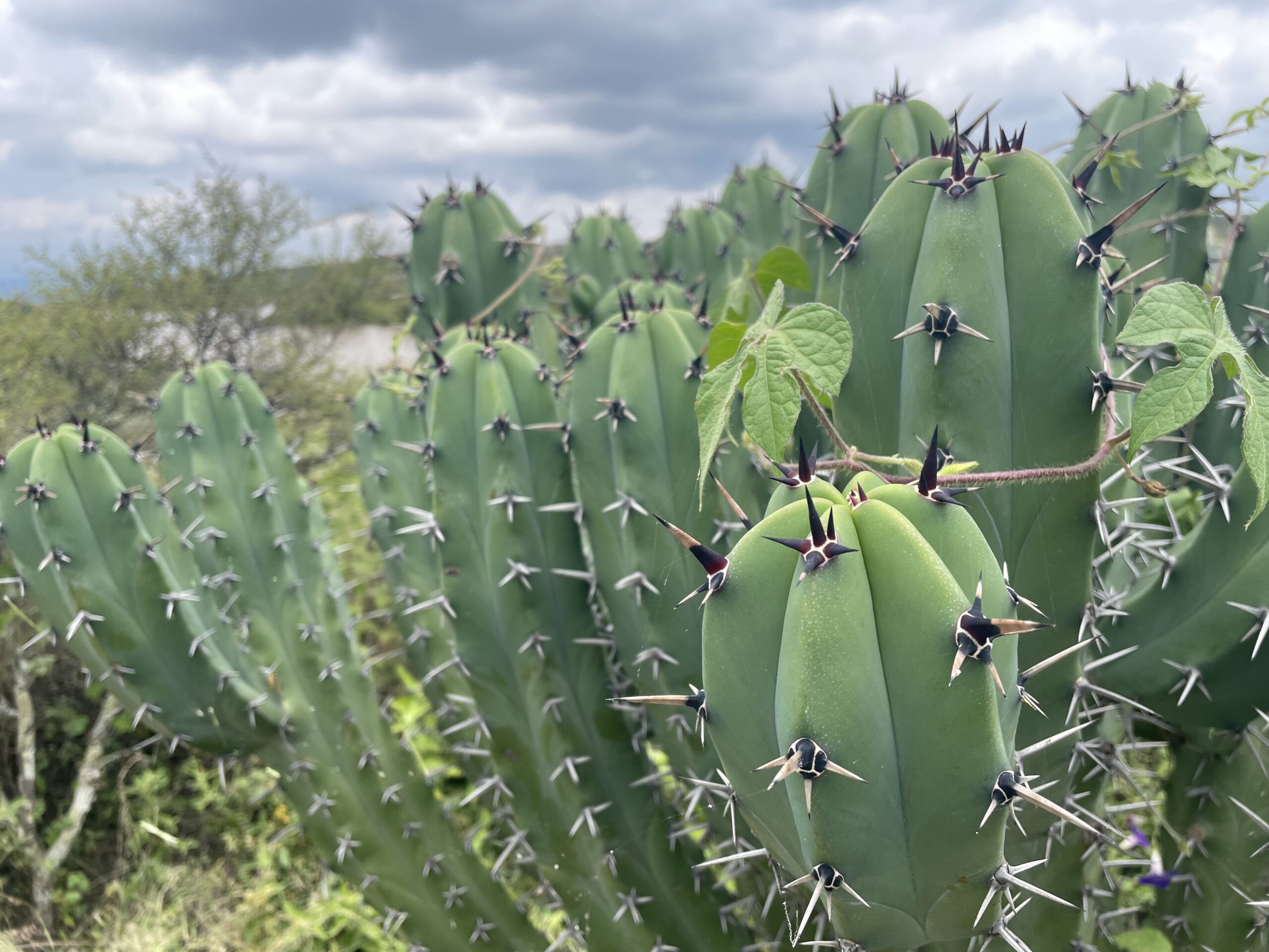 Cactus with a vine wrapped around the top