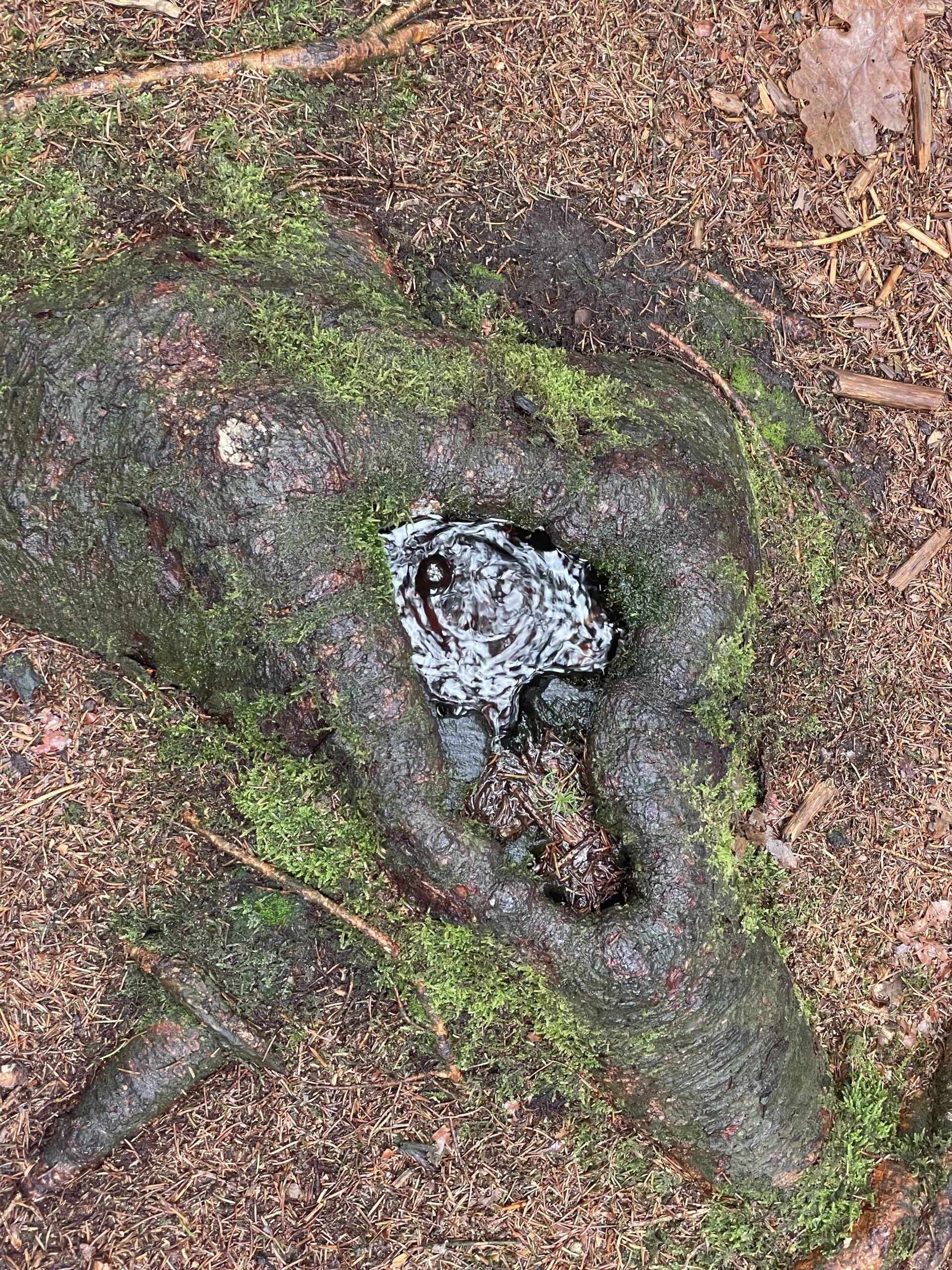 an old stump with a pool of water in the center; green moss is growing around it
