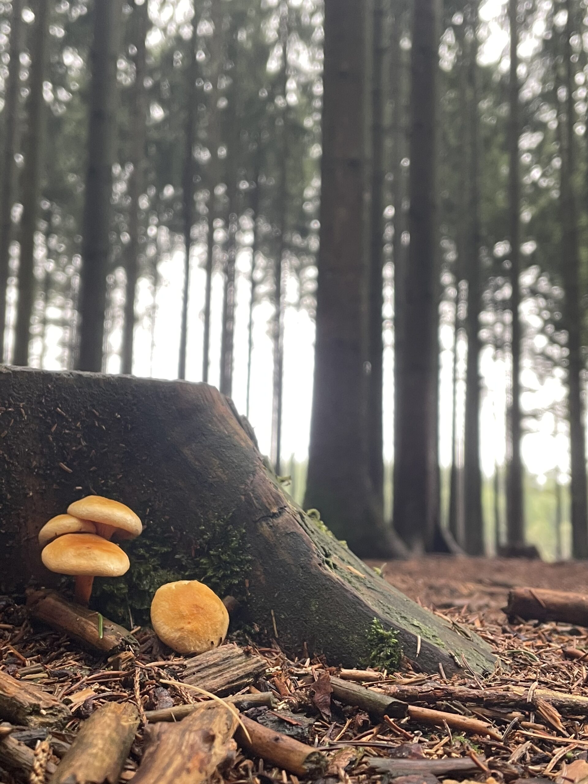 a tree stump with small orangish brown mushrooms growing nearby; a forest of trees is in the background
