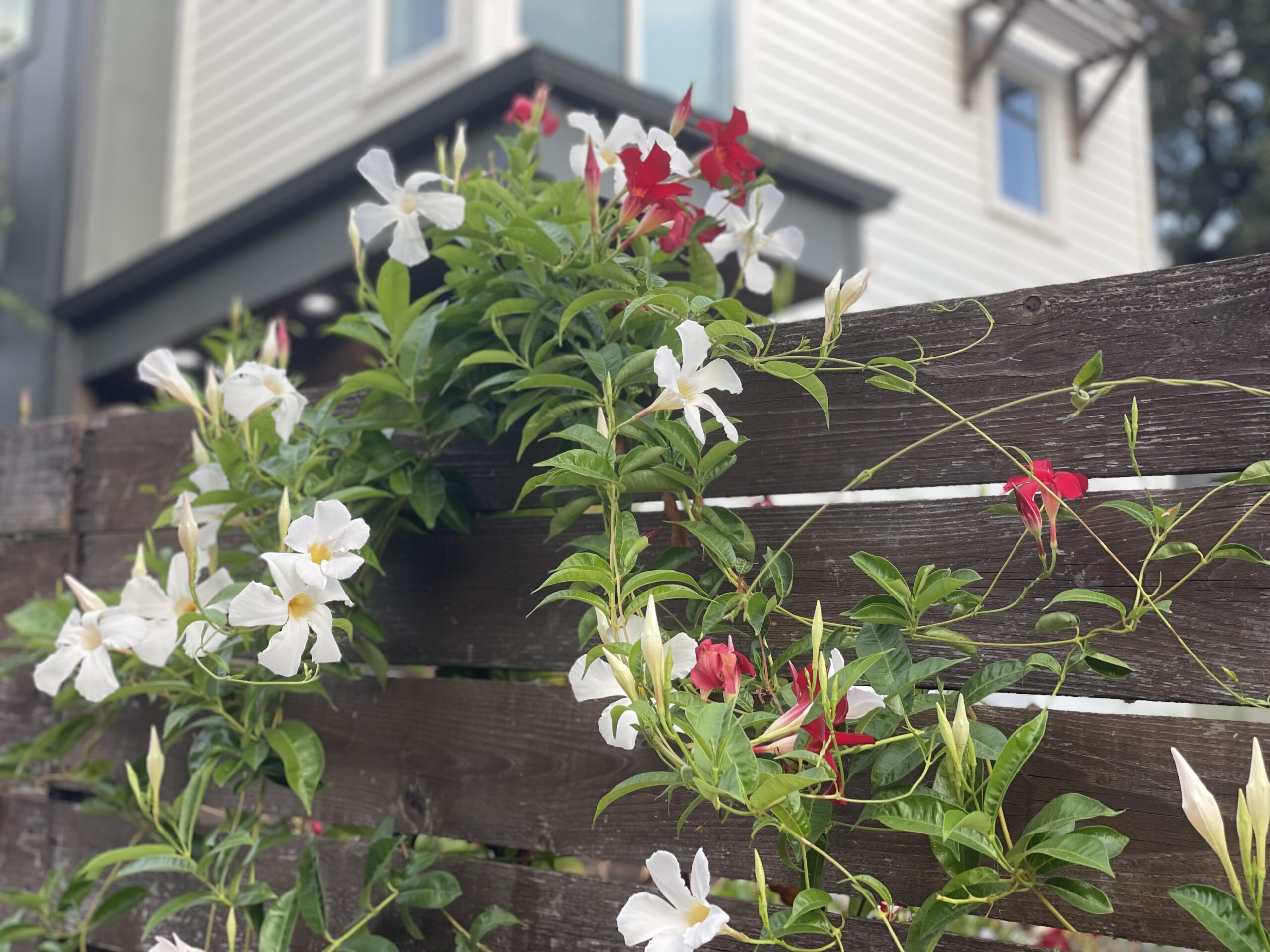 red and white flowers on a vine on a fence