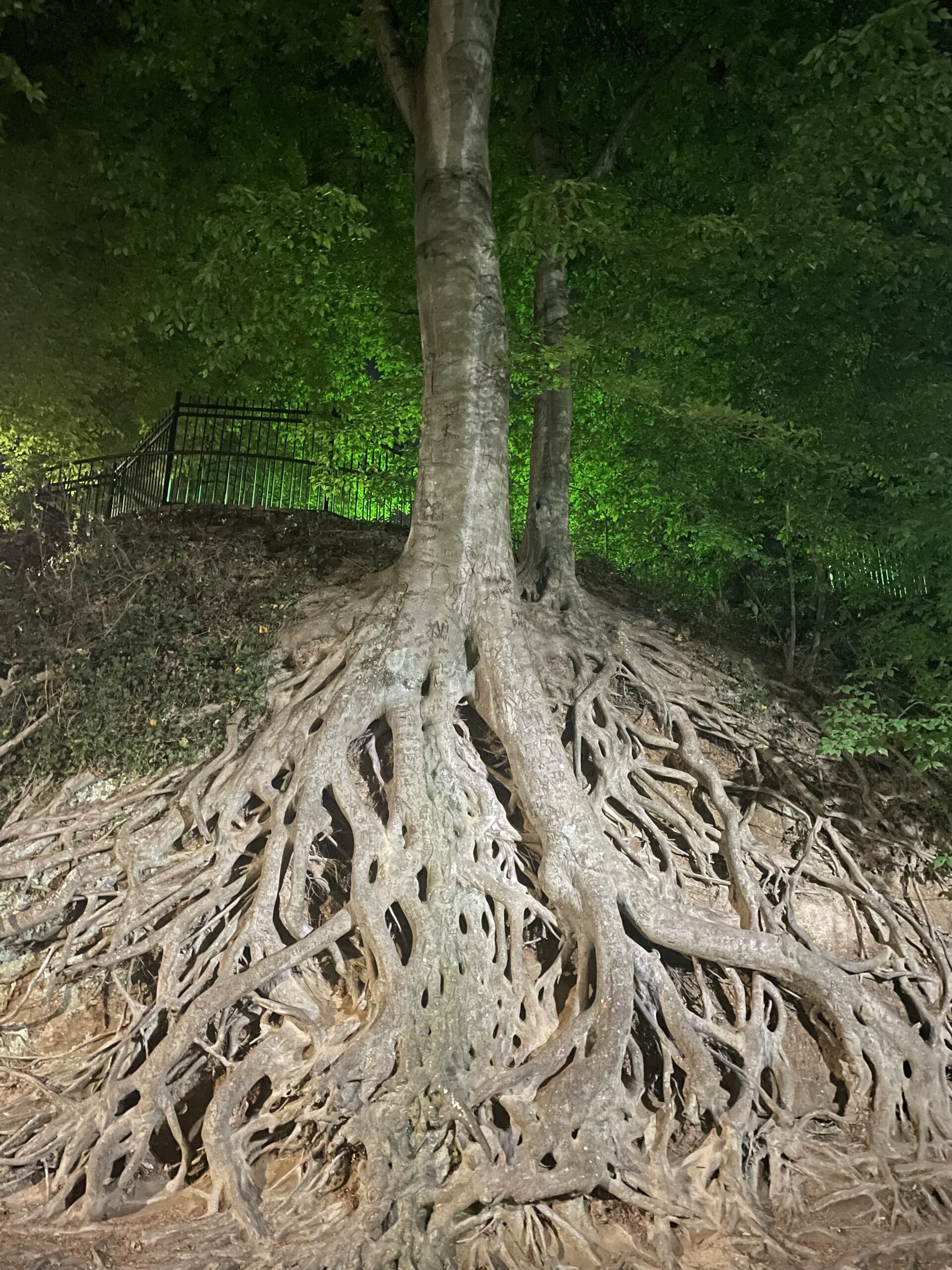 a nighttime image of a tree on a hill with massive roots exposed; the background has a green light