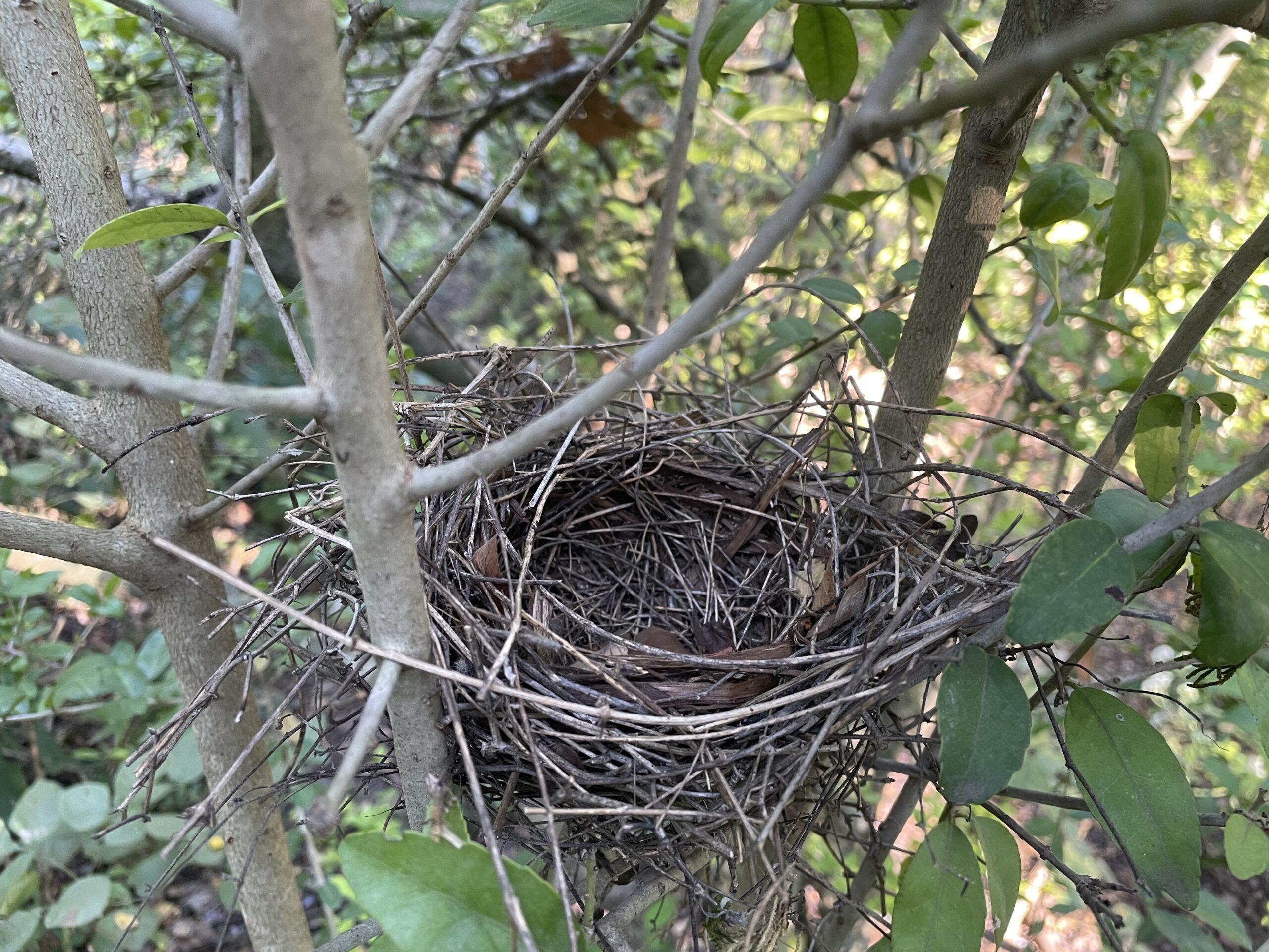 an empty birds nest in a tree