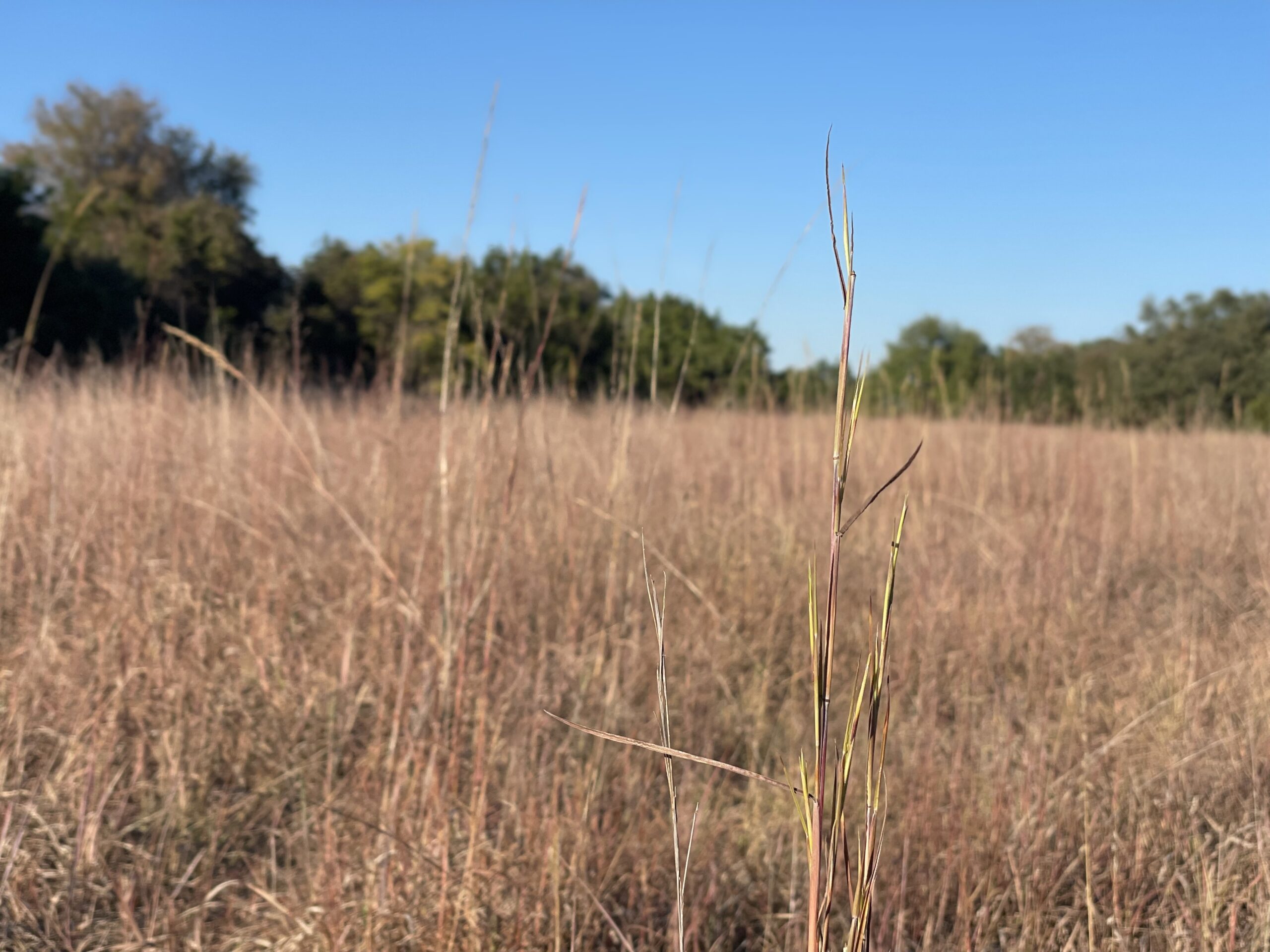 an open field of dry, tall grass; in the background is a line of green trees
