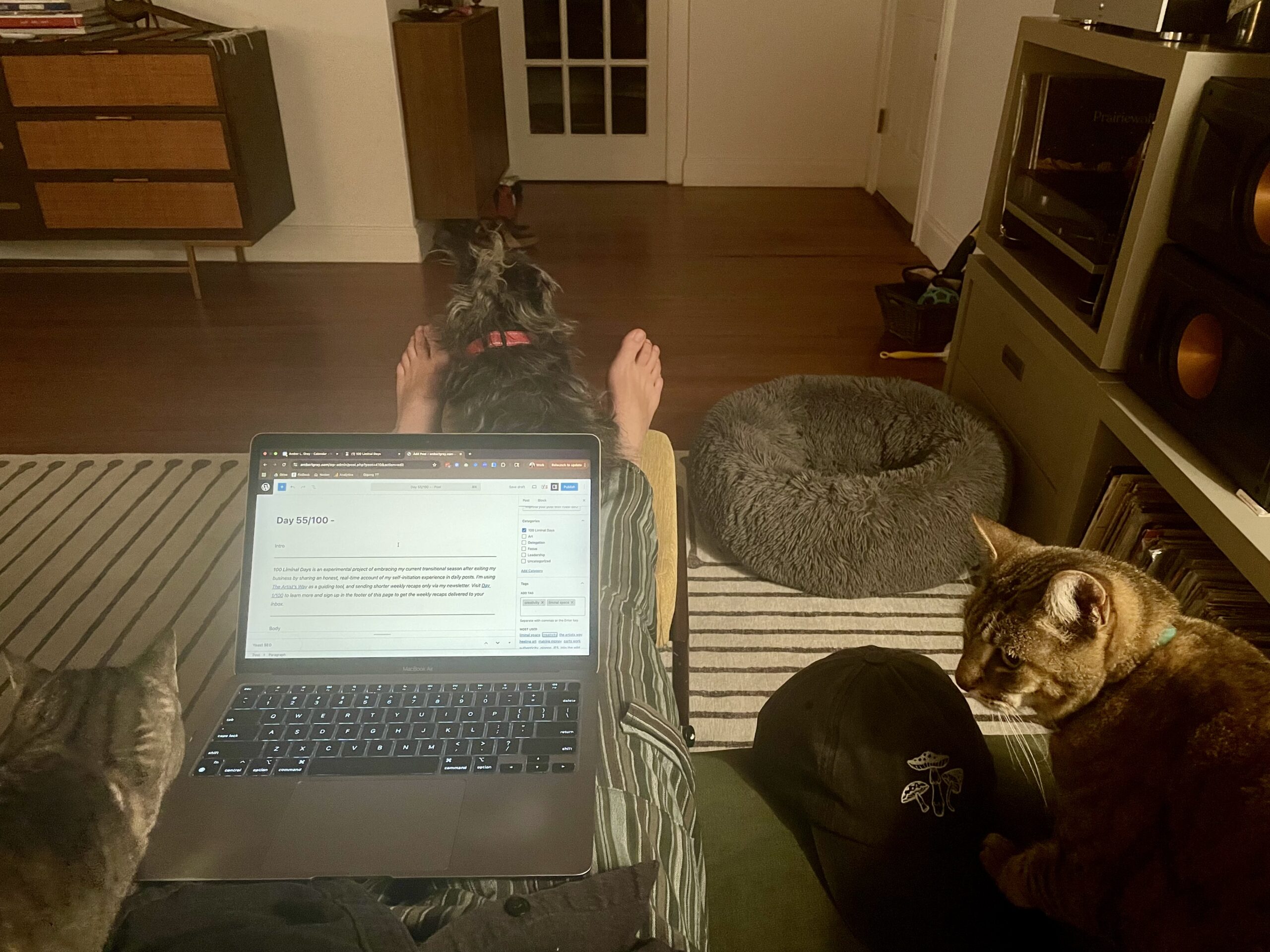 a laptop on a lap with a cat on the left and another on the right; a dog is at the feet behind the laptop
