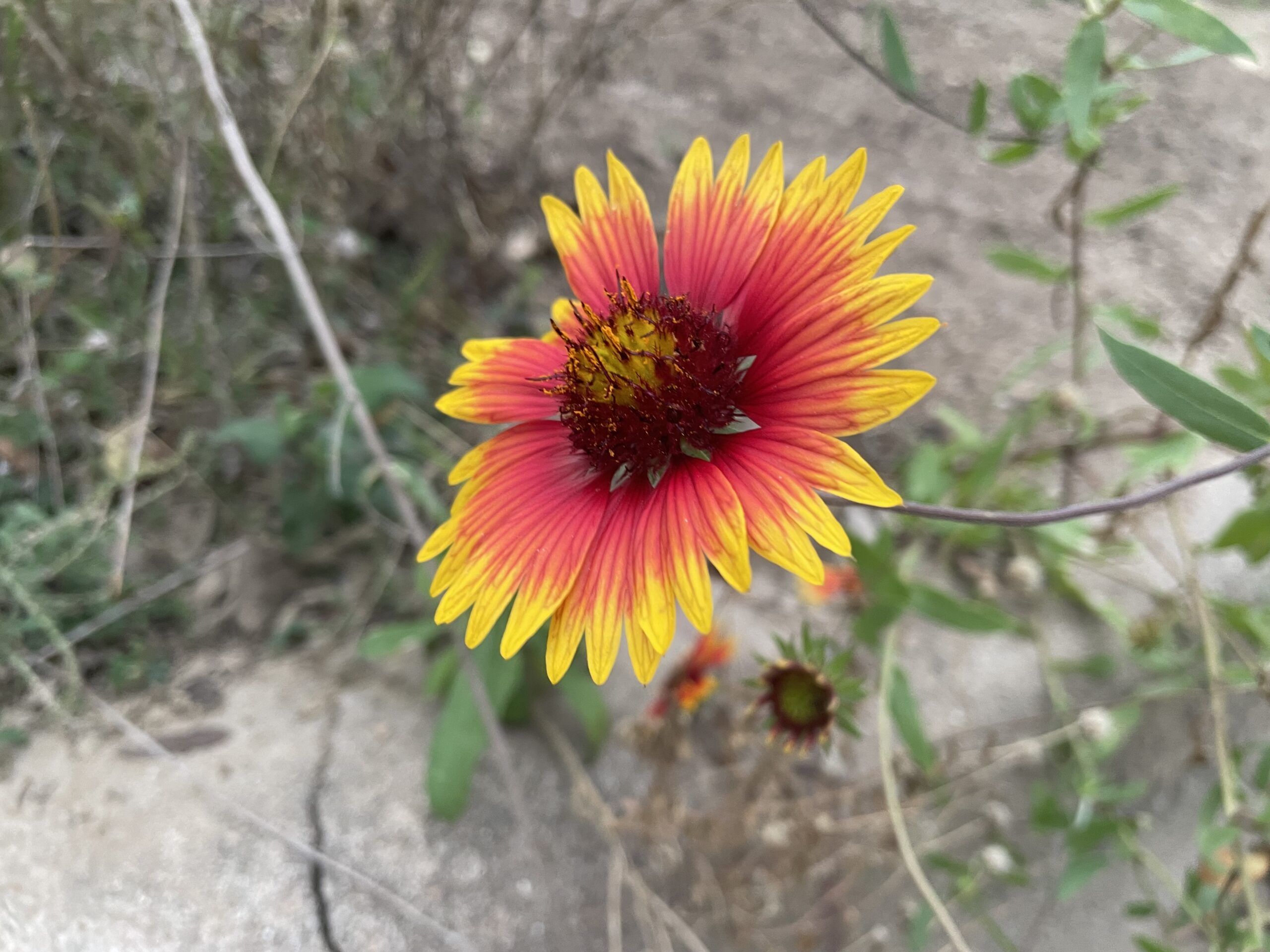 an Indian paintbrush flower