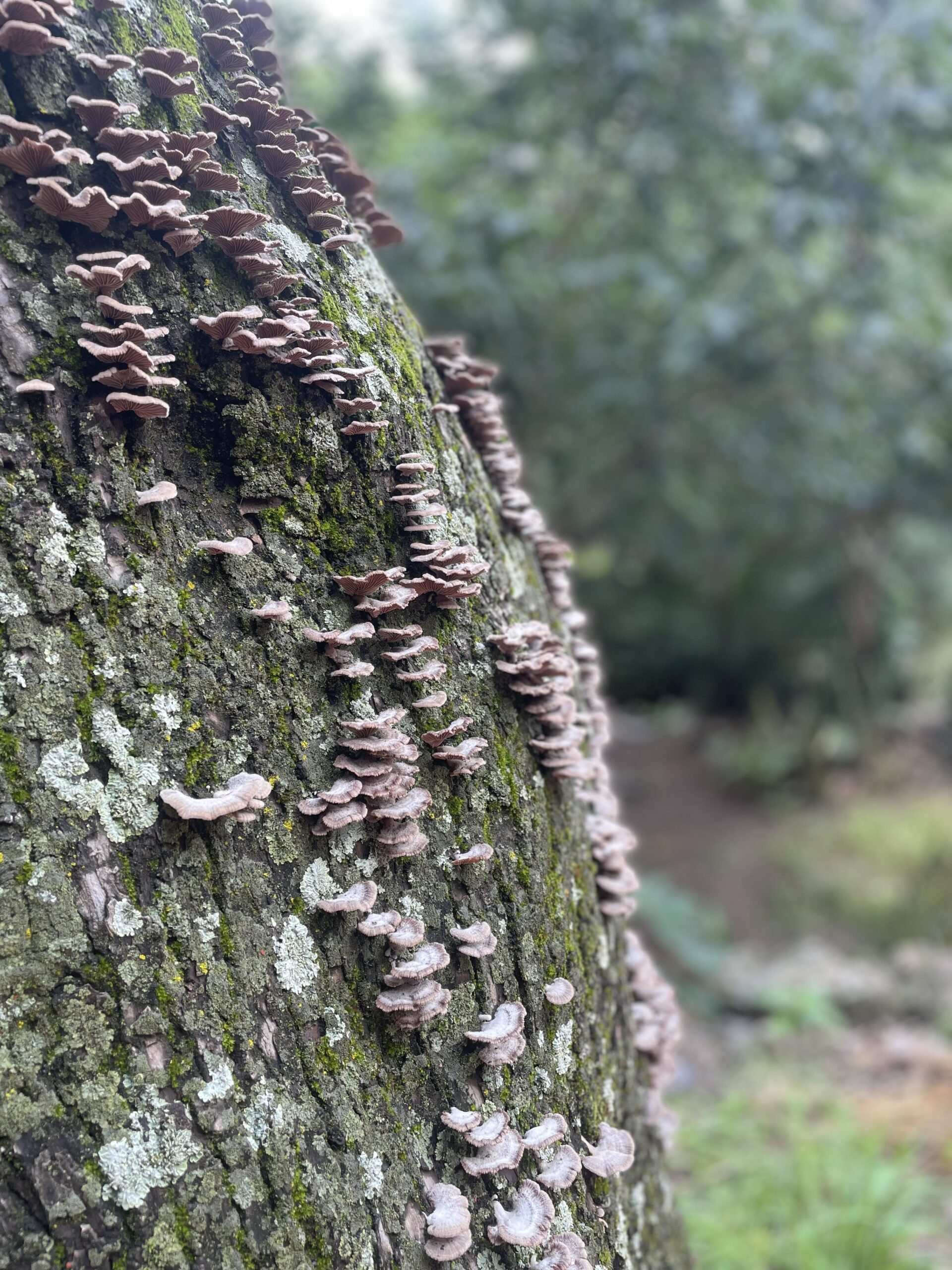lots of tiny mushrooms on the side of a tree