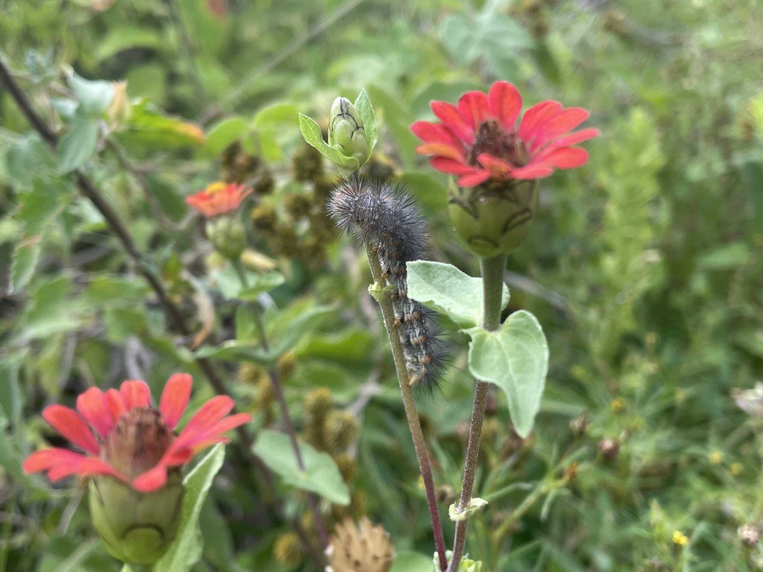 foliage with two red flowers and a spiky caterpillar