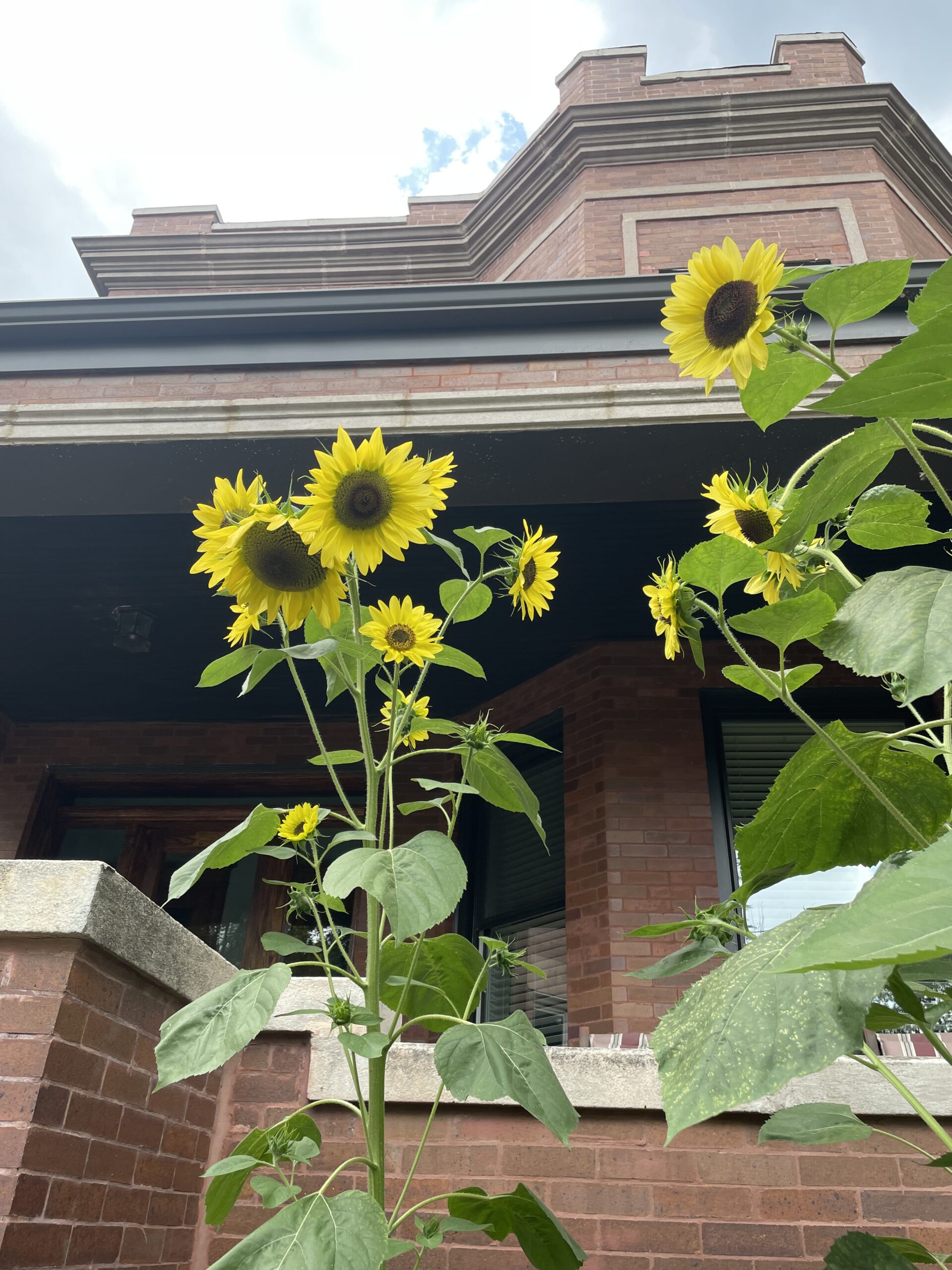 sunflowers in front of a house