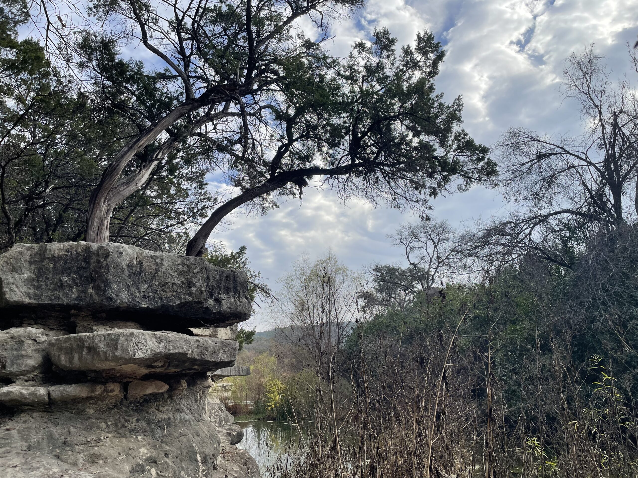 two trees leaning right from a rock cliff