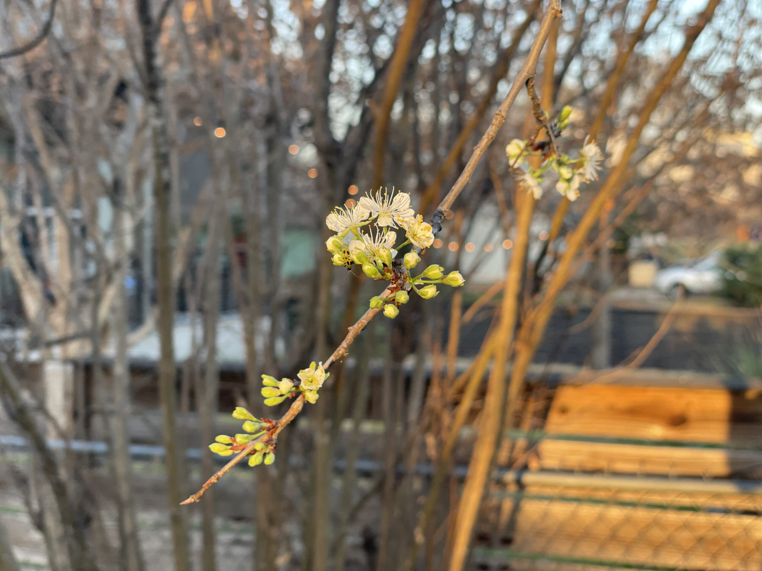 first flower blooms on a Japanese Plum Tree; a wooden paneled fence is in the background