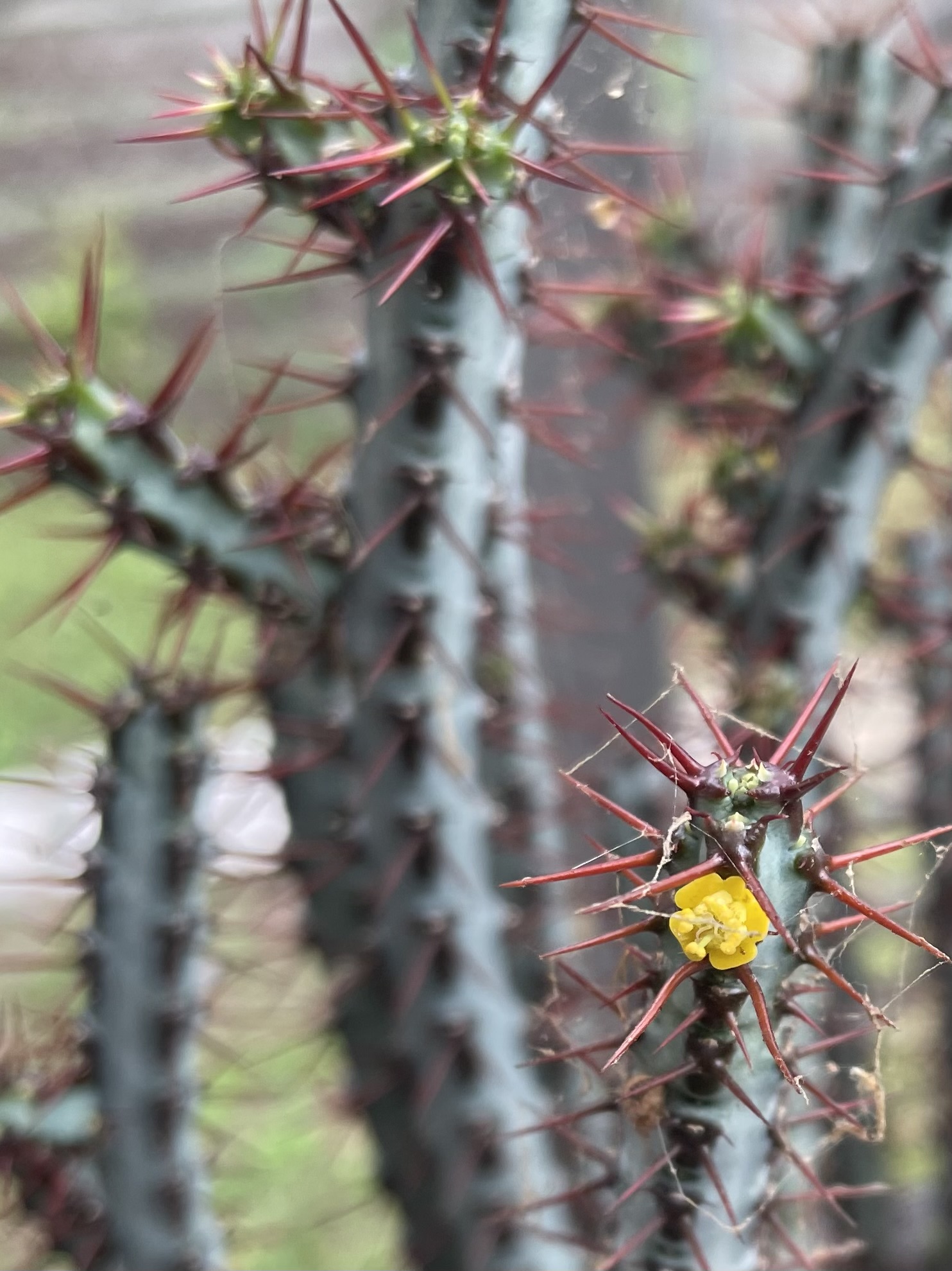 a close up photo of a tiny cactus with yellow flowers blooming